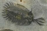 Short Trident Walliserops Trilobite - Timrzit, Morocco #273888-4